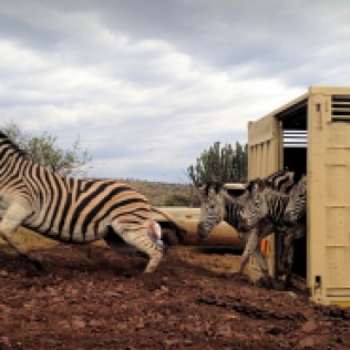 High-velocity Zebras ...