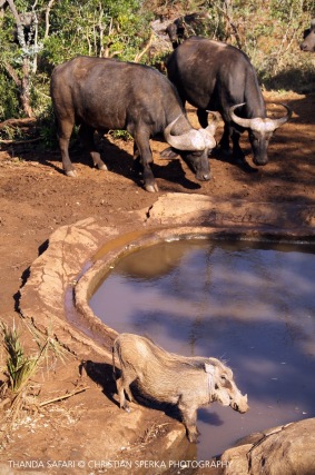 Warthog and Cape Buffalo ...